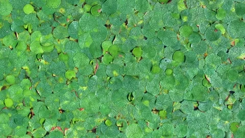 Aerial View of Pond Covered with Euryale Plants Stock Footage 340985193