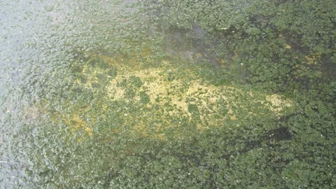 Aerial view of a pond or pool of murky water covered in moss and green algae. Stock Footage 326773928