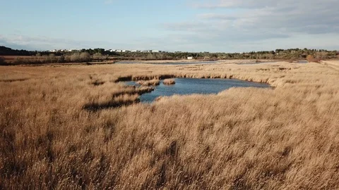 Aerial view of pond wetland in winter with yellow tall grass Stock Footage