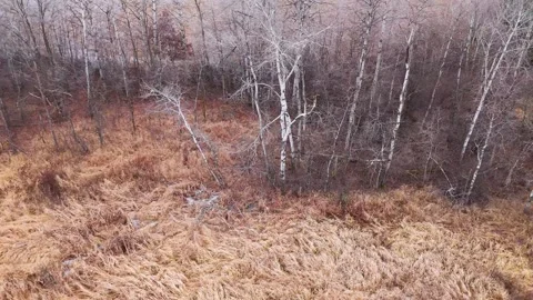 Aerial view of poplars in marsh during winter Stock Footage 297284375