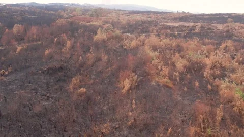 Aerial View of Post Forest Fire] The Concept of Environmental Damage 库存影片 331984425