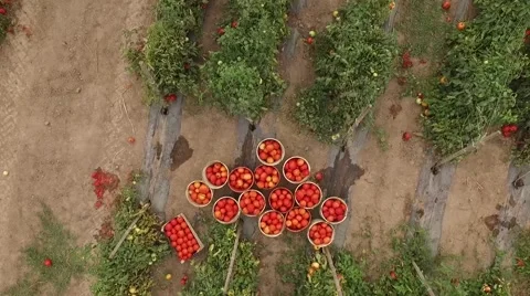Aerial view of potato baskets in the middle of potato field Stock Footage 59389477