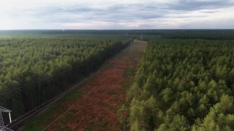 Aerial View of Power Lines Stretching Through Dense Forest Under Dramatic Sky Stock Footage 341435933