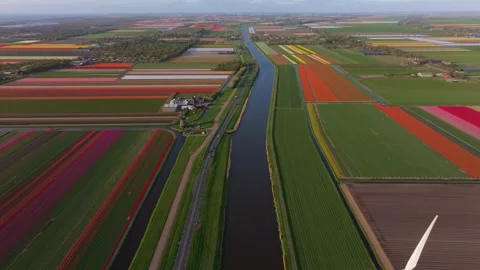 Aerial view of power-producing fields dotted with tulips and solar panels Stock Footage 313165742