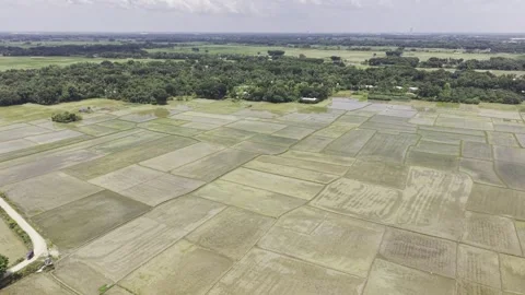 Aerial View of Prepared Rice Fields Before Planting in Rural Bangladesh Stock-Footage 345712070