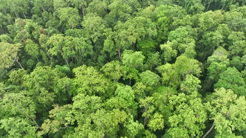Aerial View of Pristine Rainforest Canopy in Indonesia Stock Footage 245397339