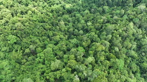 Aerial View of Pristine Rainforest on Coast of an Island in Raja Ampat Stock Footage 273256302