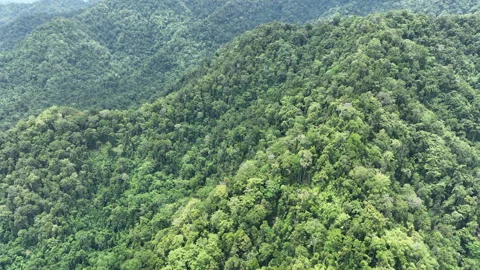 Aerial View of Pristine Rainforest on Mountainous Island in Raja Ampat Stock Footage 273337973