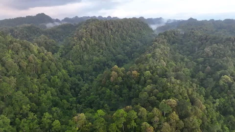 Aerial View of Pristine Rainforest on Tropical Island in Eastern Indonesia Stock Footage 245933943