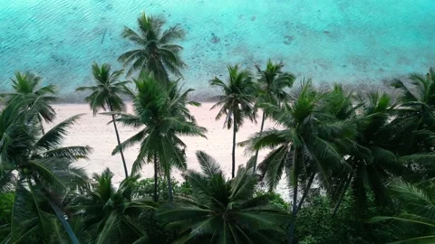Aerial view of pristine tropical beach with palm trees sand beach and turquoise Stock Footage 238692966