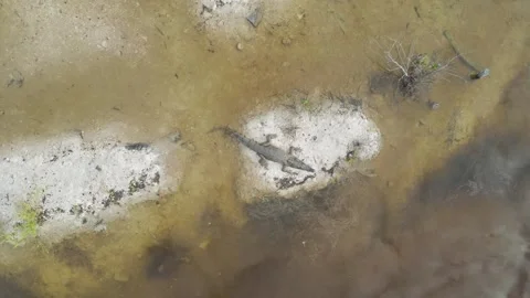 Aerial view of Progreso Beach and Crocodile habitat, Progreso, Yucatan, Mexico. Stock Footage 265251478