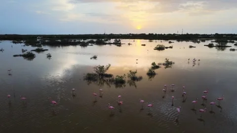 Aerial view of Progreso Beach at sunset with pink flamingos, Yucatan, Mexico. 库存影片 265251789