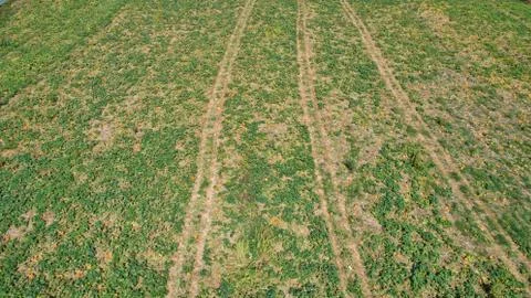 Aerial view of pumpkin fields Stock Photos