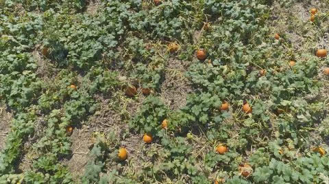 Aerial View of Pumpkin Fields Ready for Picking Stock Photos
