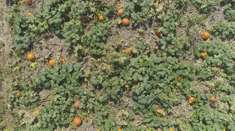 Aerial View of Pumpkin Fields Ready for Picking Stock Photos