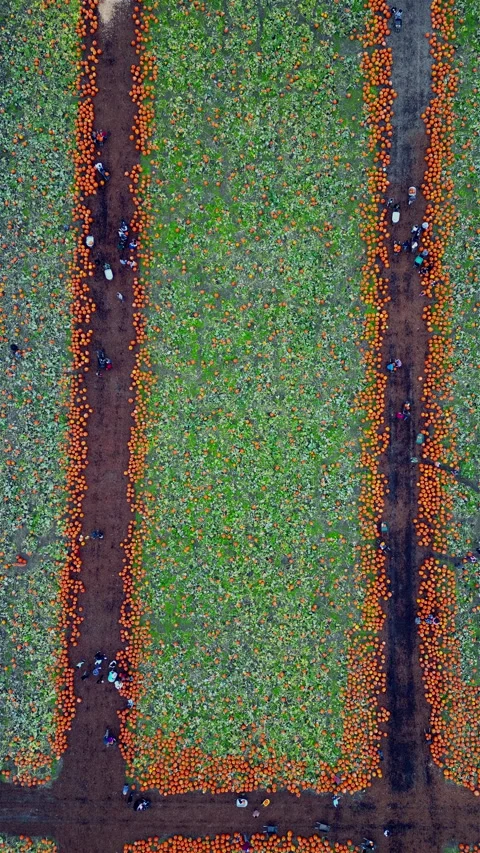 Aerial View of a Pumpkin Patch Stockbeeldmateriaal 283425009