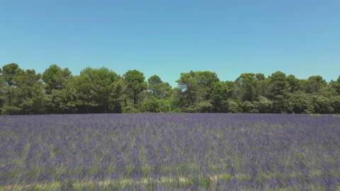 Aerial View of Purple Lavender Rows in the French Countryside Stock Footage 340827325
