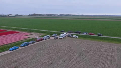 Aerial view of a queue of cars waiting near dutch tulip fields 스톡 동영상 341522721
