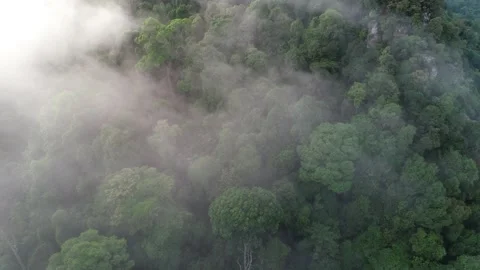 Aerial view of rain forest. Vídeos de archivo 155362915