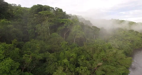 Aerial View Of Rain Forest In Peru, South America Stock Footage
