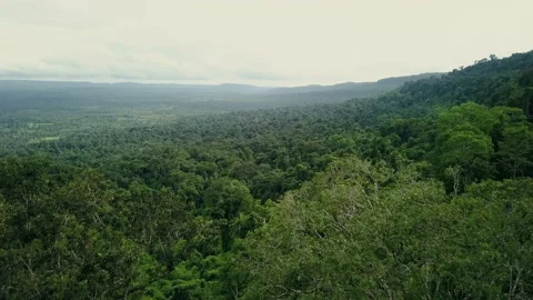 Aerial View Rainforest 4K Stock Footage