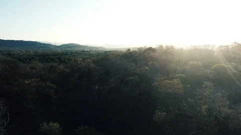 Aerial view Rainforest, Amazon Jungle Stock Footage 99501497