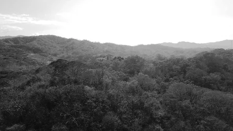 Aerial view Rainforest, Amazon Jungle in monochrome black and white Stock Footage 99501654