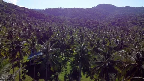 An aerial view of a rainforest in backlight. Dynamic footage. Stock Footage 147707980