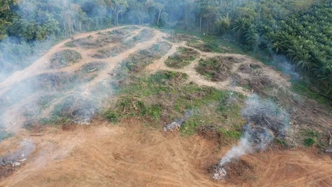 Aerial view of rainforest deforestation Vidéo 100344547