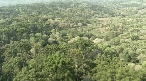 Aerial view of a rainforest Stock Footage 12013132