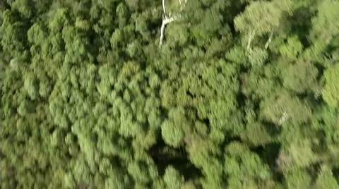 Aerial view of a rainforest Stock Footage 12013311