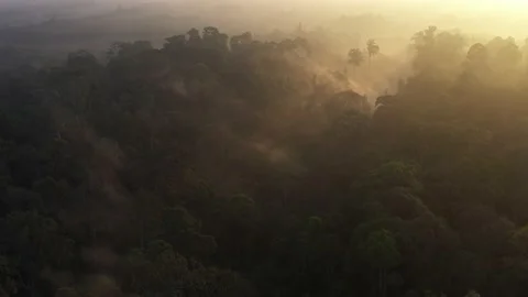 Aerial view of rainforest. Stock Footage 146696621