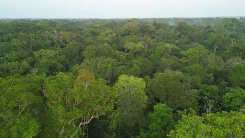 Aerial view of rainforest jungle in Amazonas Brazil Stock Footage 252934669