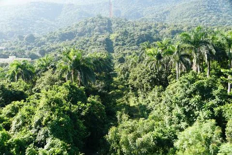 The aerial view of the rainforest on Mount Isabel DeTorres, Puerto Palata, .. Stock Photos