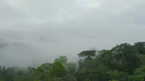 Aerial view of a rainforest, moving between the tree crowns into the fog Stock Footage 160317959