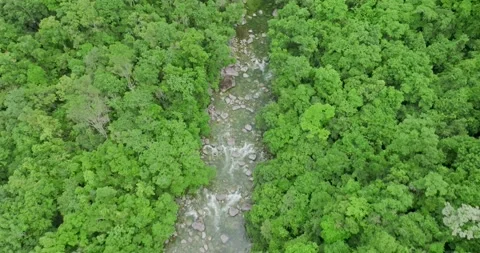Aerial view of a rainforest stream Stock Footage 204015163