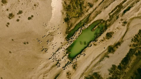 Aerial View of Rams and Sheep Grazing Near Mountain Oasis in Georgia, Midday Stock Footage 280676770