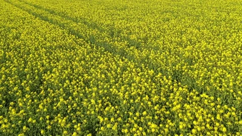 Aerial view of the rape field during the rises Stock Footage 198916013