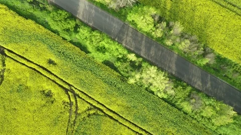 Aerial View of Rapeseed 1 Video stock 105871465