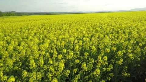 Aerial View of Rapeseed 2 Stock Footage 105871072