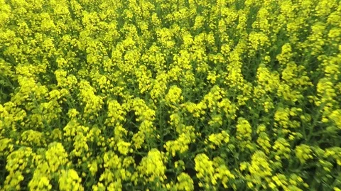 Aerial View of Rapeseed 3 Stock Footage 105871219