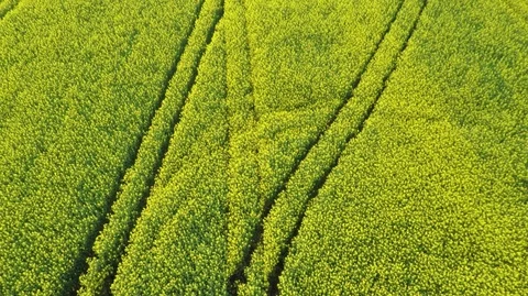 Aerial View of Rapeseed 4 Stock Footage 105871389