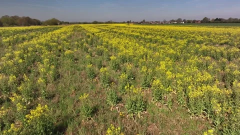 Aerial view of rapeseed field in bloom, Eaton Wick, United Kingdom Stock Footage 314043982