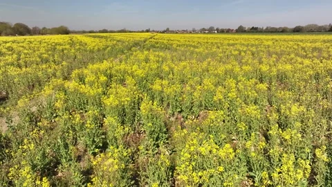 Aerial view of rapeseed field in bloom, Eaton Wick, United Kingdom Video stock 314043983