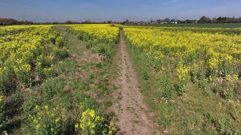 Aerial view of rapeseed field in bloom, Eaton Wick, United Kingdom Stock Footage 314043989