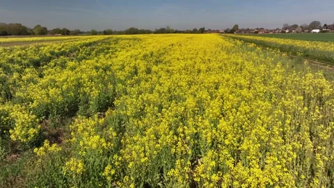 Aerial view of rapeseed field in bloom, Eaton Wick, United Kingdom Stock Footage 314043994