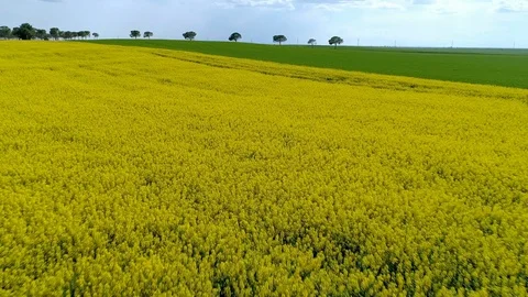 Aerial view of a rapeseed field with a flush flight on a cloudy day. Stock Footage 112676058