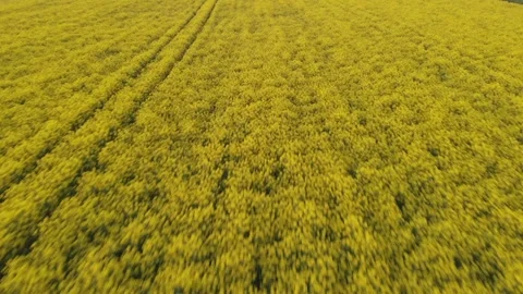 Aerial view of rapeseed field Stock Footage 133090589