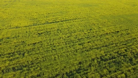 Aerial view of rapeseed field Stock Footage 154956545
