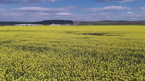 Aerial View of Rapeseed Field with Wind Movement and Dynamic Sky Vídeos de archivo 335451161